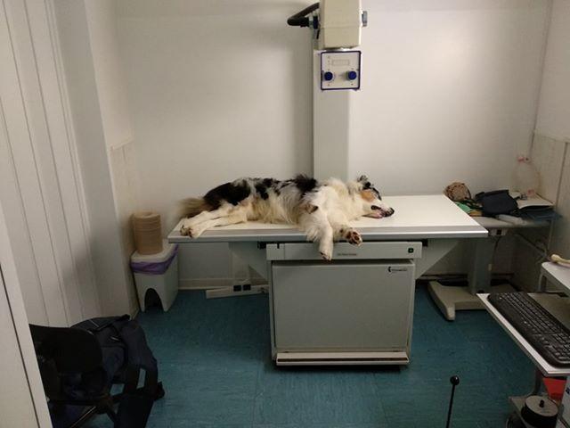 Cane ingoia due ami in spiaggia e rischia di morire 
