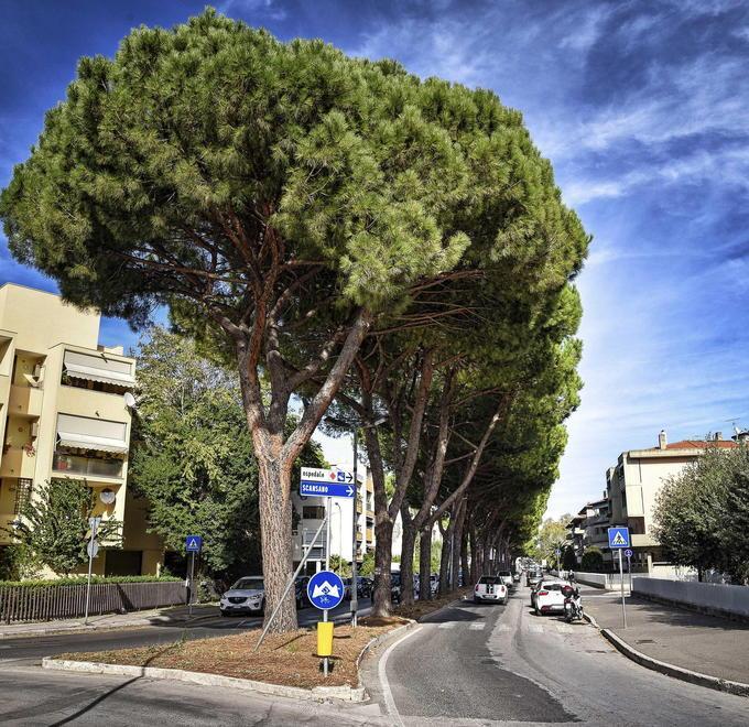 Per il caso viale Mascagni oggi in città il superesperto 