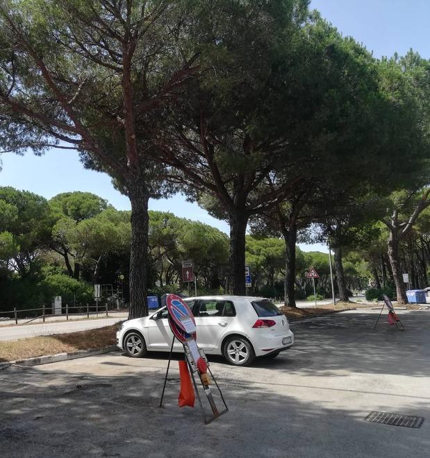 Abbattimenti di pini per fare la rotatoria Proteste da Marina 