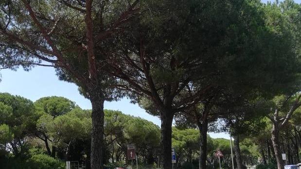 Abbattimenti di pini per fare la rotatoria Proteste da Marina