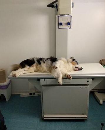 Cane ingoia 2 ami in spiaggia «Ha rischiato di morire» 