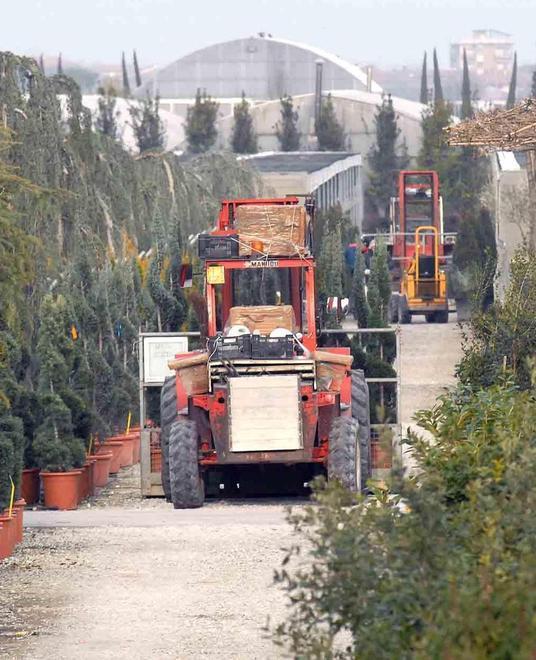 Piante e scarpe si vendono bene trimestre d’oro per l’export 