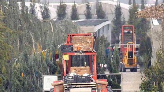 Piante e scarpe si vendono bene trimestre d’oro per l’export
