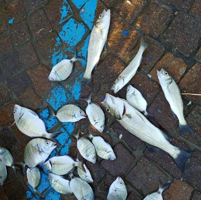 Pescatore di frodo sorpreso e multato dalle guardie Gav