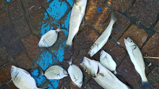 Pescatore di frodo sorpreso e multato dalle guardie Gav