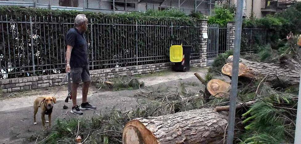 Interrogazione parlamentare di Leu sul taglio dei pini