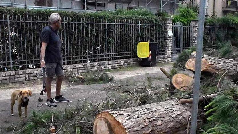 Interrogazione parlamentare di Leu sul taglio dei pini