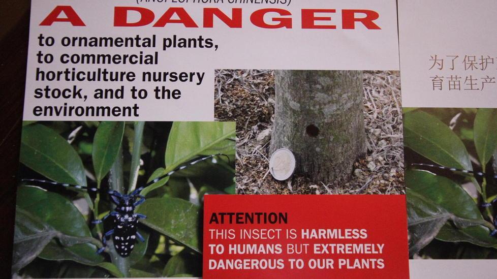 Piante infestate dal tarlo asiatico Tagli nei giardini di via Baracca 