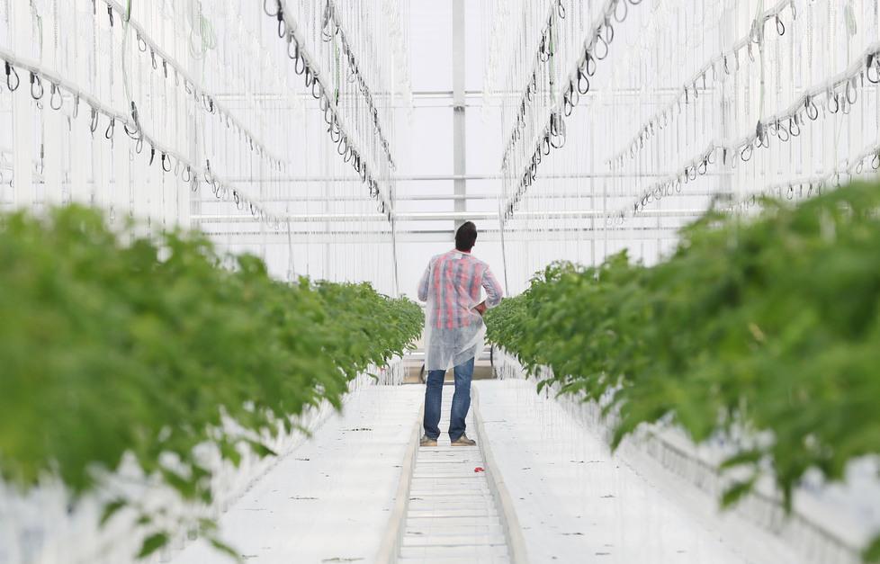 La frontiera è la coltura idroponica Basterà superare il “fattore schifo” 