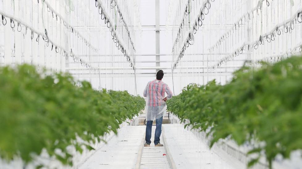 La frontiera è la coltura idroponica Basterà superare il “fattore schifo”