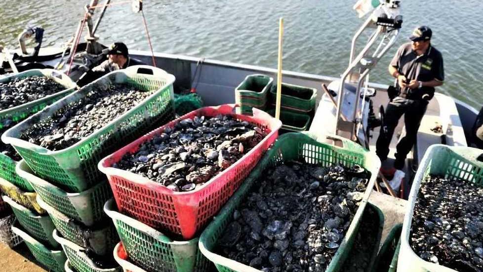 Rubano vongole e vengono scoperti