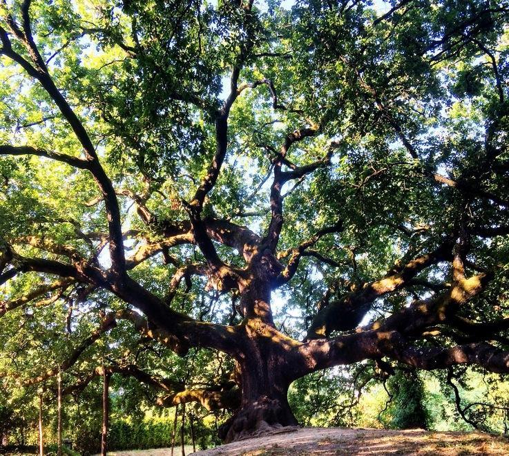 La quercia delle streghe