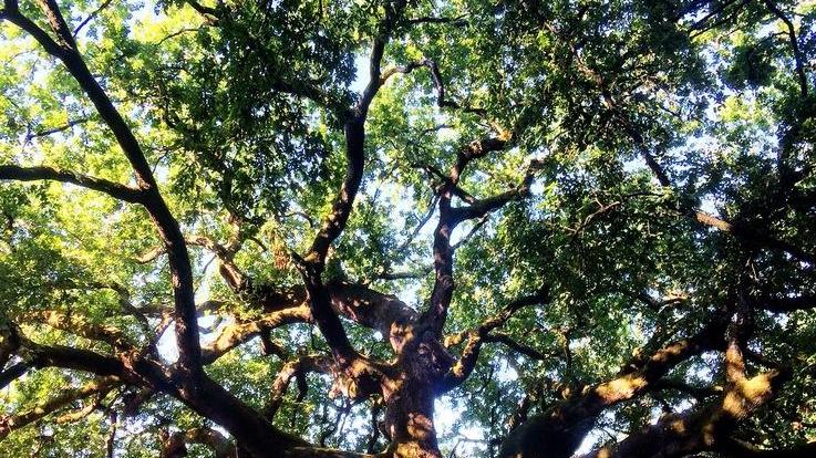 La quercia delle streghe