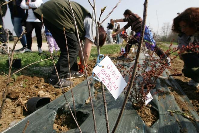 Piantati 300 alberelli per ogni bambino nato 