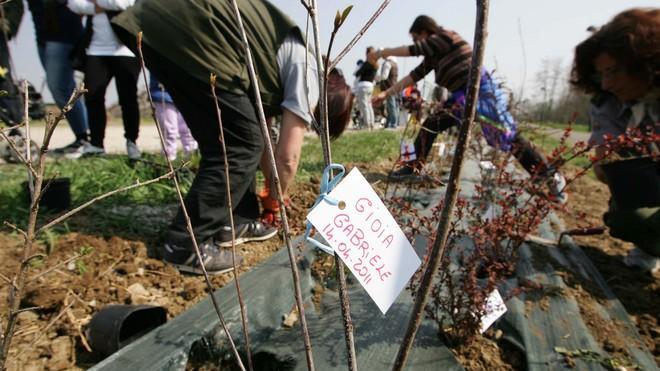Piantati 300 alberelli per ogni bambino nato
