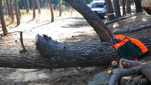 Bosco di Torre Mozza Tre pini pericolanti rimossi dalla Parchi