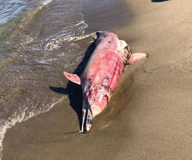 Delfino trovato morto alle Saline Esami in corso