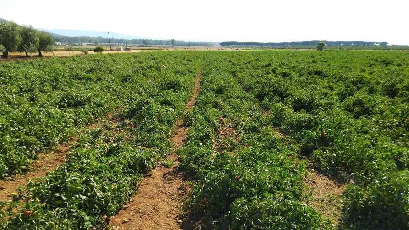 I campi del Priorato e la languida laguna diventano un set