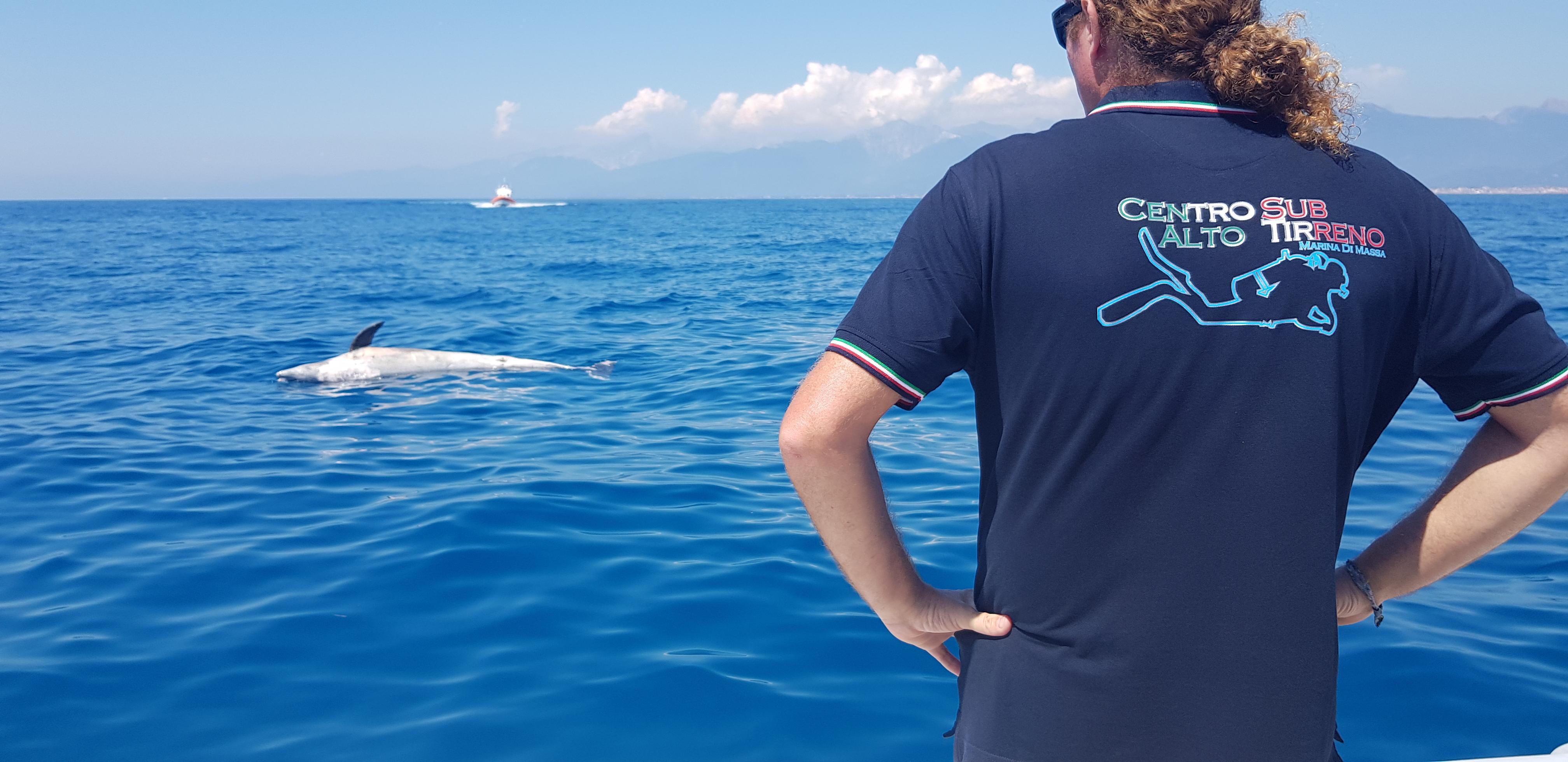 Delfini morti, cresce l'allarme: 2 nuovi casi, a Viareggio e all'Elba. Sono 28 dall'inizio dell'anno 
