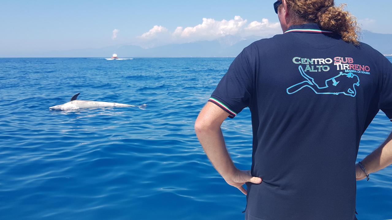 Delfini morti, cresce l'allarme: 2 nuovi casi, a Viareggio e all'Elba. Sono 28 dall'inizio dell'anno