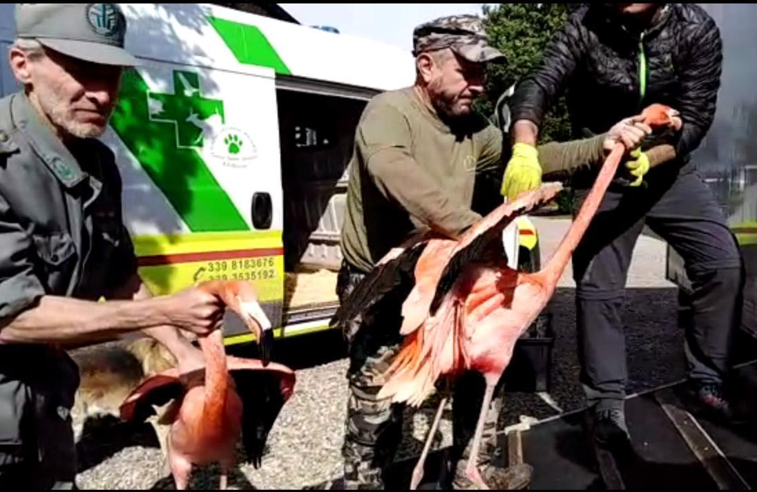 I fenicotteri "modenesi"  saranno liberati a Cervia