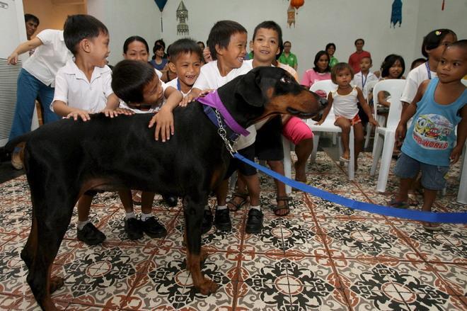 Doberman lasciato libero azzanna podista Denunciato per lesioni proprietario del cane 