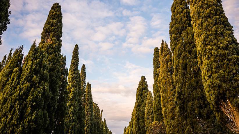 A Bolgheri cena con 500 invitati sotto i cipressi per festeggiare i 25 anni della Doc