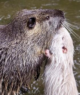 Nutrie da “fucilare” L’altolà arriva dal Tar 