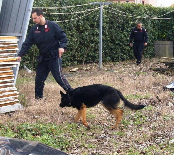 Spaccio di droga nel bosco Nuovo blitz dei carabinieri nella zona delle Cerbaie