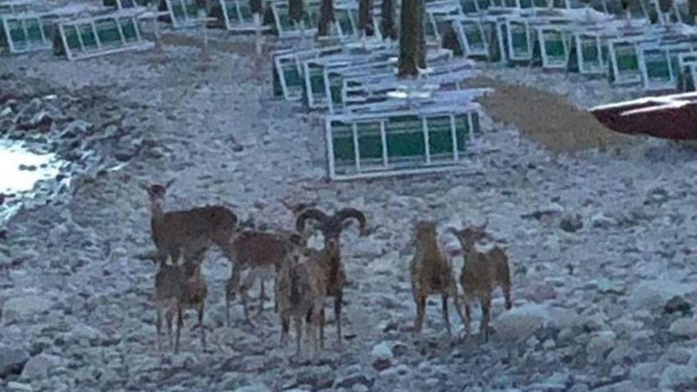 Mufloni cercano refrigerio