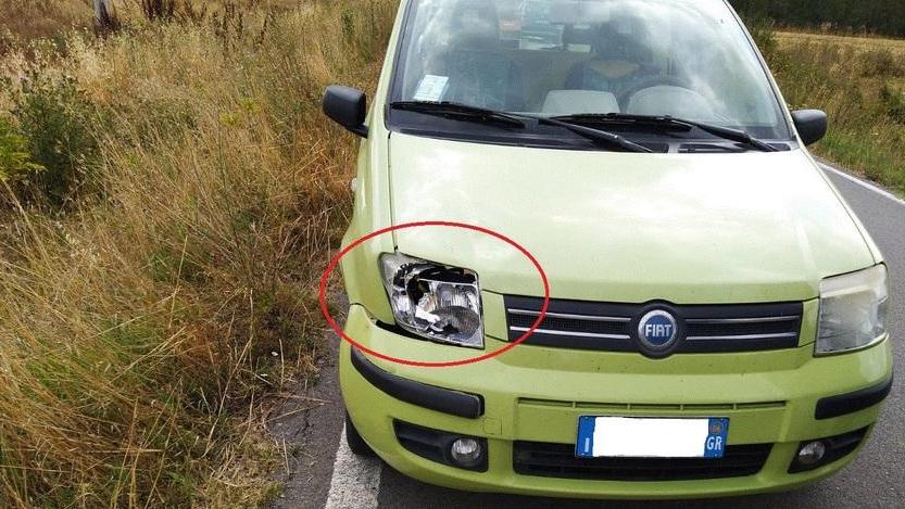 Allarme sulle strade Invasione di caprioli in cerca di acqua