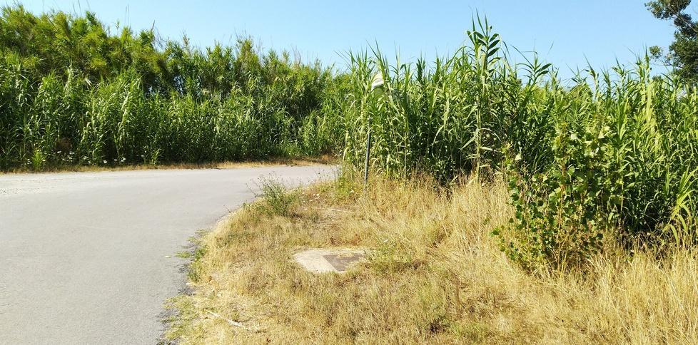 Canneti troppo alti «Tratti pericolosi per auto e ciclisti» 