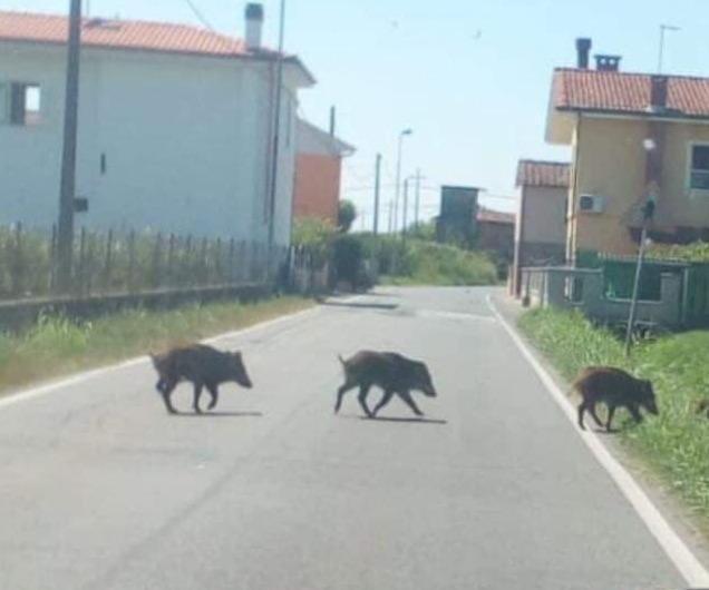 Cinghiali a spasso in via delle Colmate: «Segnalate le presenze» 