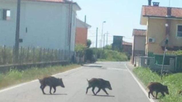 Cinghiali a spasso in via delle Colmate: «Segnalate le presenze»