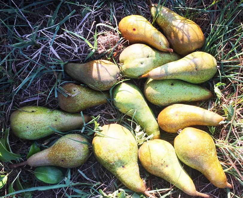 Pera spazzata via da cimici e maculatura «Stato di calamità» 