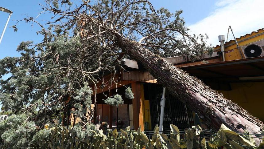 Albero danneggia un’abitazione Paga il Comune