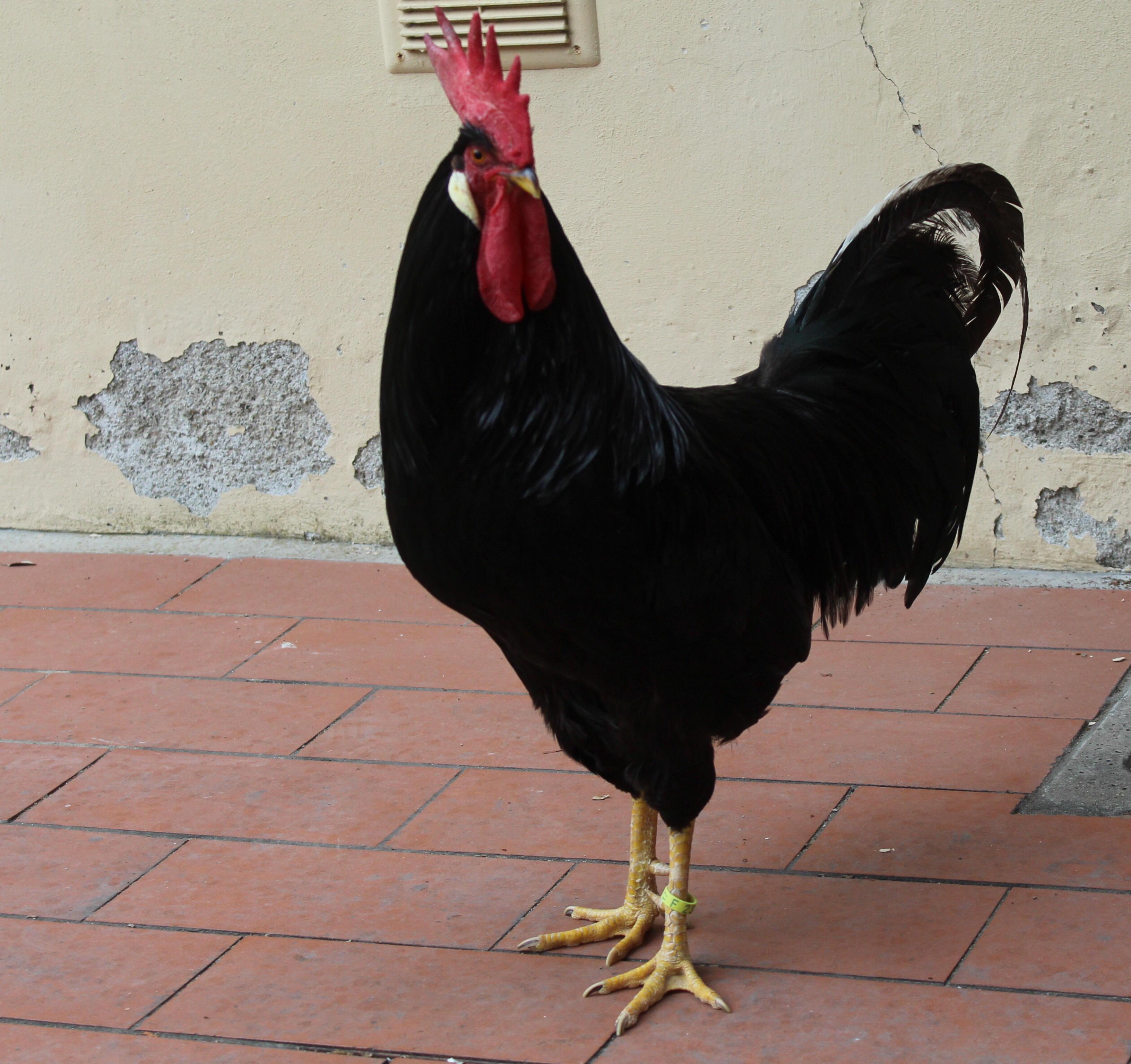 Il chicchirichì dà fastidio ai vicini: il gallo livornese Renato sfrattato dal museo 
