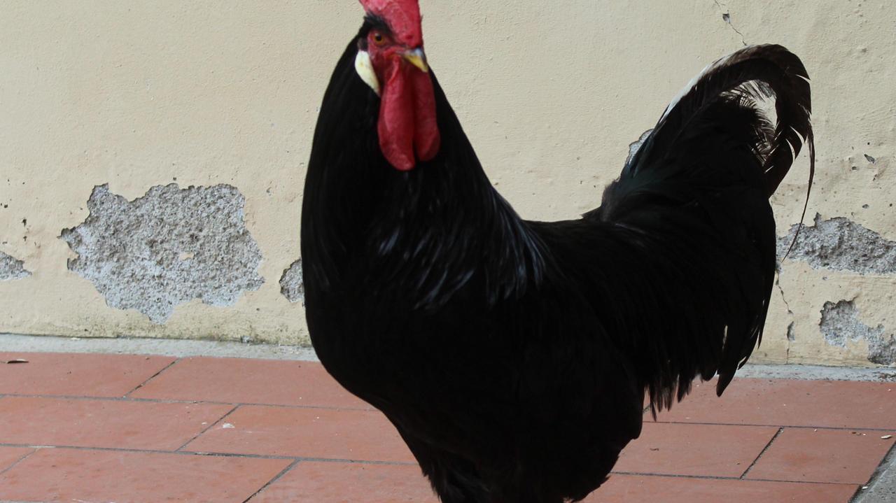 Il chicchirichì dà fastidio ai vicini: il gallo livornese Renato sfrattato dal museo