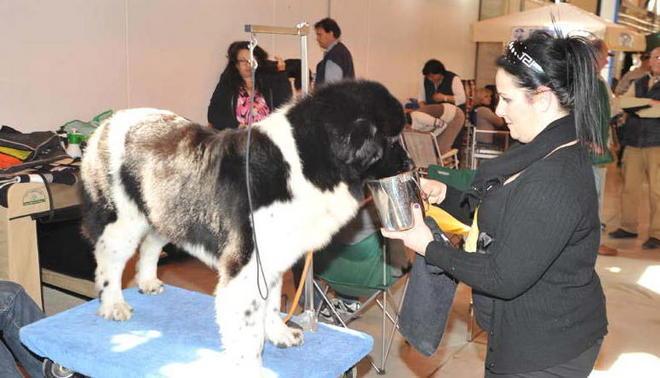 A Venturina sfilano in passerella i cani più belli
