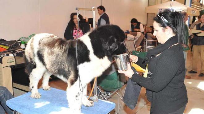 A Venturina sfilano in passerella i cani più belli