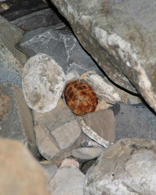 Tintarella con la bomba sugli scogli a Quercianella 