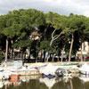 Moria di pesci nel Burlamacca 