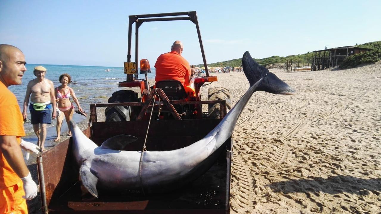 Delfini, strage senza fine in Toscana: ne sono morti altri tre