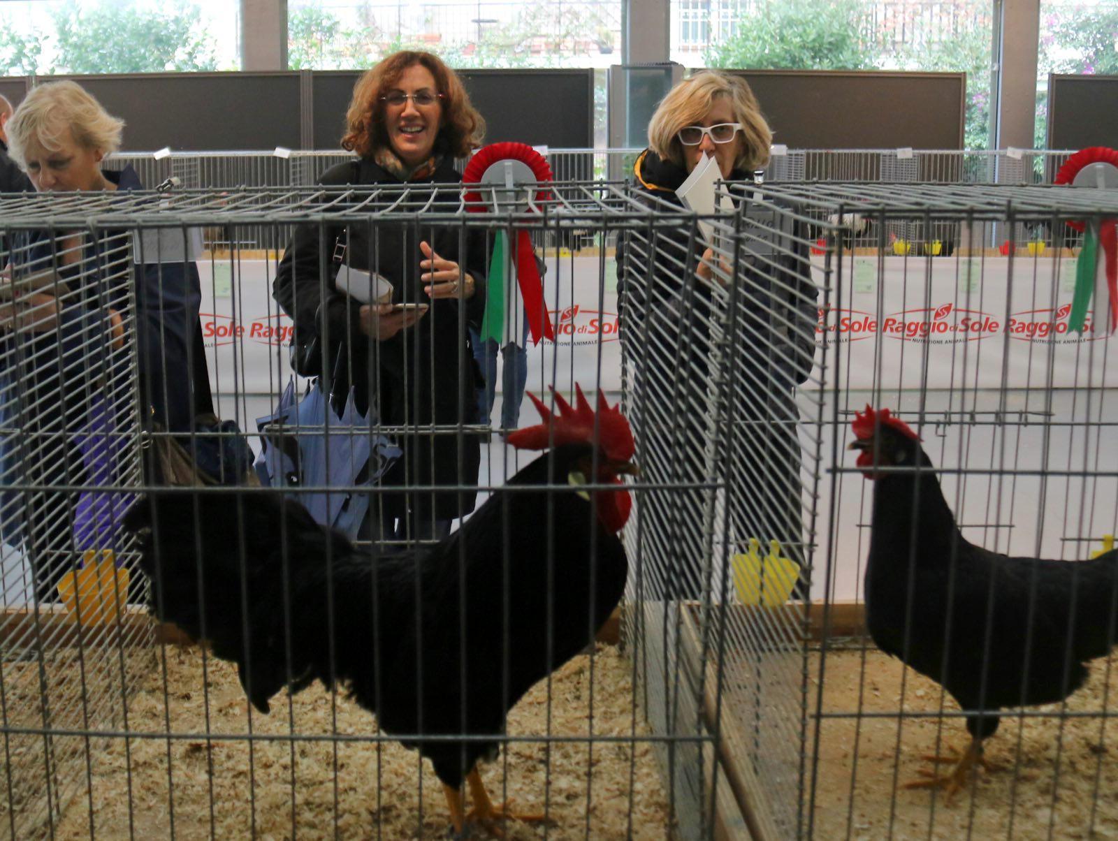 Presto anche i “figli” di gallo Renato saranno costretti a lasciare il museo