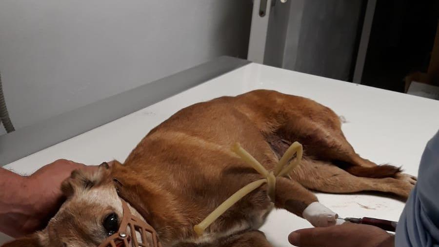L'incredibile storia del cane Luna: si rifugia in un bagagliaio e finisce a Cremona. Poi viene investita