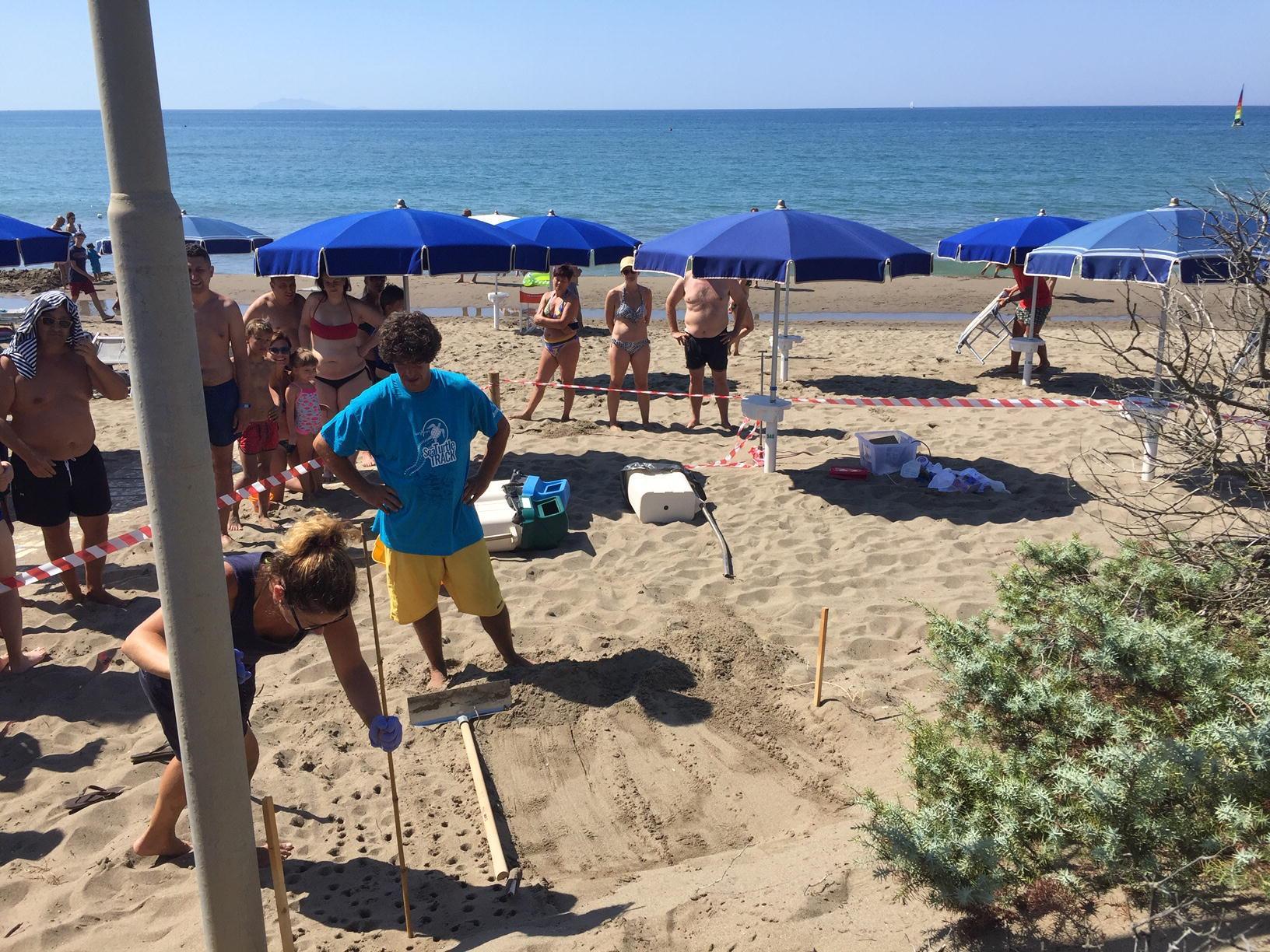 Sorpresa: c'è un nido di tartarughe marine a Castiglione della Pescaia 
