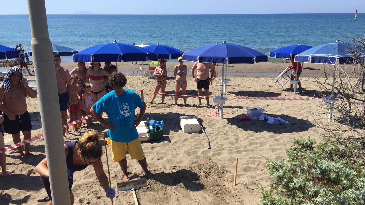 Sorpresa: c'è un nido di tartarughe marine a Castiglione della Pescaia