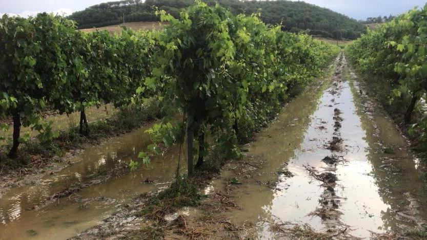 Allarme di Coldiretti «Danni enormi, vigneti rasi al suolo»