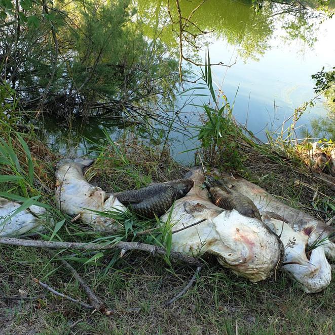 Morìa di pesci improvvisa in un canale delle Vallette 