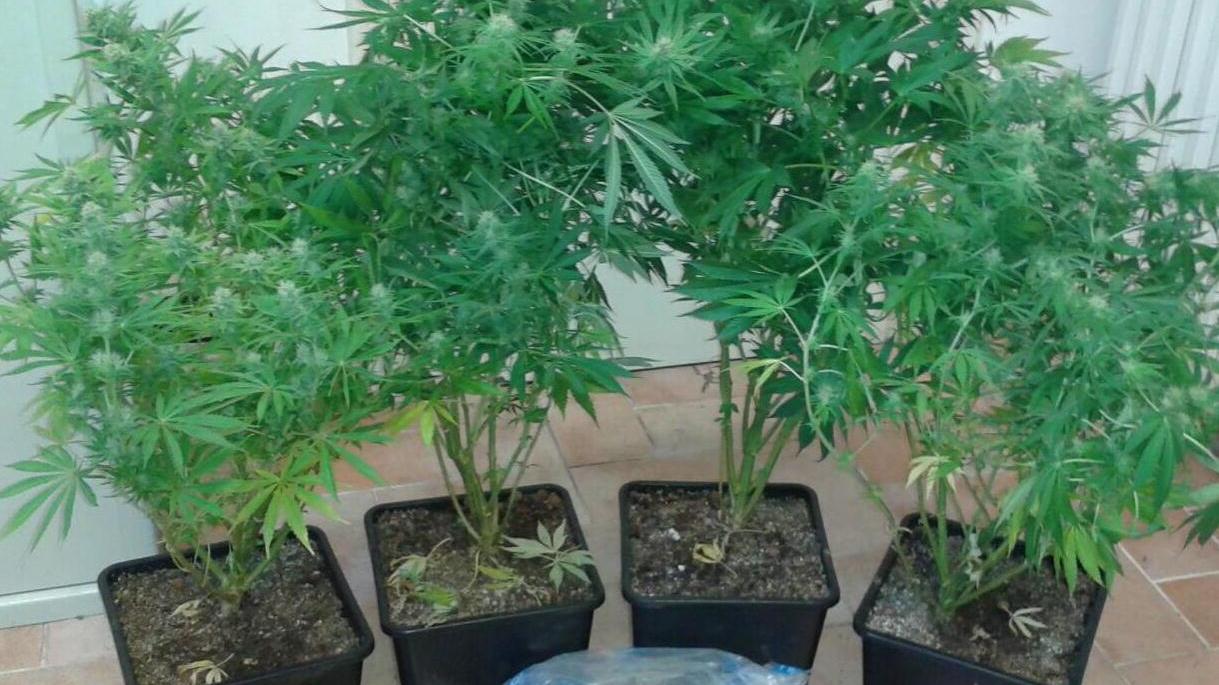 Quattro piantine di marijuana (foto d'archivio)